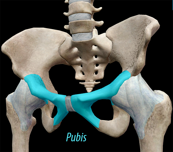 3D Skeletal System: The Pelvic Girdle